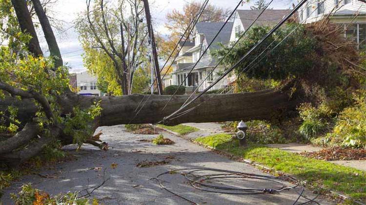 Downed tree that took out power lines causing a power outage.